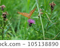 綠貝母（蝴蝶）從野薊花中吸取花蜜 105138890