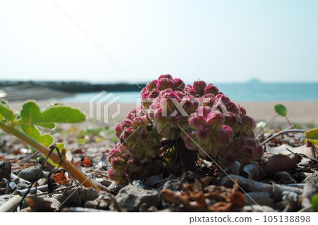 自然生長在海岸沙地的 Hamabofuu (Hamabofuu) 105138898