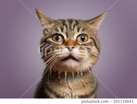 Sad cat with tears in his eyes. Sad cat with tears in his eyes. 105139041