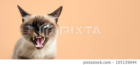Siamese cat with an angry expression on an orange background. 105139044