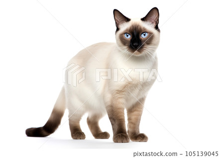 Siamese cat with bright blue eyes on a white background. 105139045