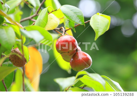 紅山茶果 紅山茶果 105139288