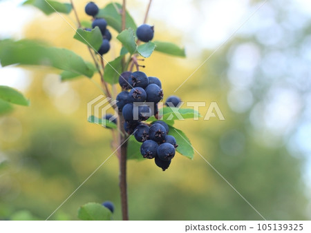 Branch with berries of Amelanchier alnifolia called Smoky Saskatoon, Pacific serviceberry, western serviceberry or dwarf shadbush Branch with berries of Amelanchier alnifolia called Smoky Saskatoon, Pacific serviceberry, western serviceberry or dwarf shadbush 105139325