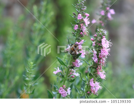 Pink Hyssopus officinalis, also called hyssop pollinated by humblebee Pink Hyssopus officinalis, also called hyssop pollinated by humblebee 105139330