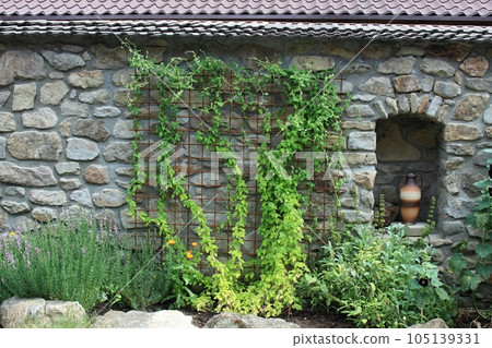 Old stone wall with Codonopsis pilosula or Dangshen climbing up garden decoration 105139331