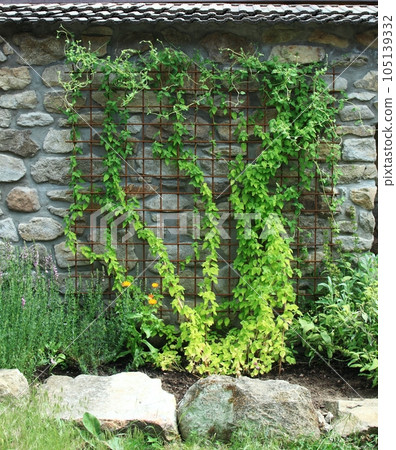 Codonopsis pilosula or Dangshen climbing up  garden decoration 105139332