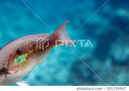 In the sea of Okinawa Nago In the sea of Okinawa Nago 105139567