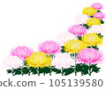 Chrysanthemum frame 105139580