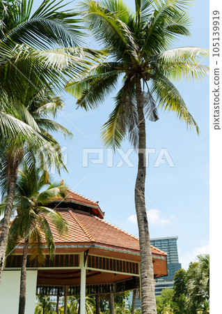 Lumpini Park palm tree forest in Bangkok, Thailand Lumpini Park palm tree forest in Bangkok, Thailand 105139919