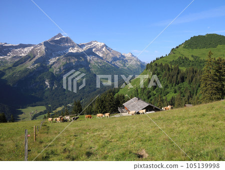 Idyllic summer scene in the Saanenland valley. Idyllic summer scene in the Saanenland valley. 105139998