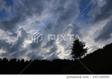Outlines of a pine and dramatic sky. 105140000