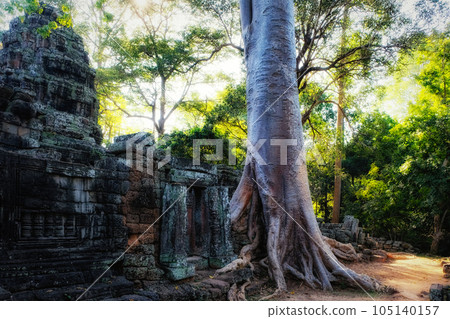 A huge tropical ficus tree grows near the remains of an ancient dilapidated Buddhist temple Bantey Kdei in Cambodia. 105140157