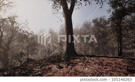 fantasy moody forest in autumn fantasy moody forest in autumn 105140263