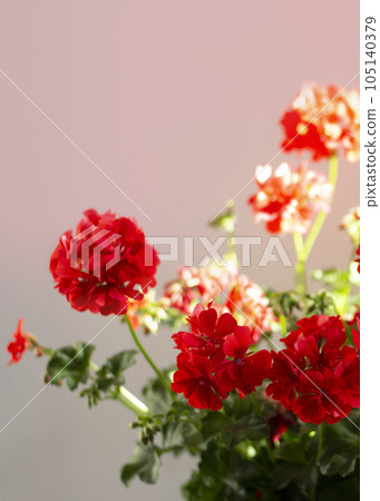 Photo bouquet of geraniums with red flowers Photo bouquet of geraniums with red flowers 105140379