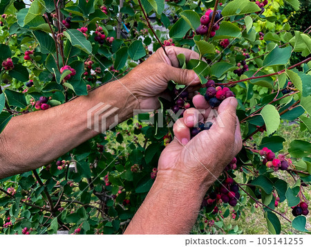 Hands of swarthy old man picking berries on tree in the garden. Hands of swarthy old man picking berries on tree in the garden. 105141255