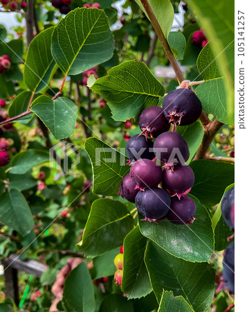 Close up of a bunch of ripe shadberry on a tree branch. Ripe berries on a branch Close up of a bunch of ripe shadberry on a tree branch. Ripe berries on a branch 105141257