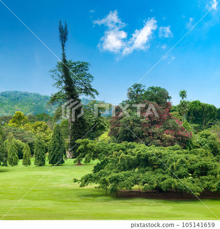 Araukari, rain tree and other exotic plants in Sri Lanka Botanical Garden. 105141659