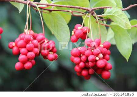Red fruits of schisandra growing on branch in row. Schizandra on liana in garden 105141950