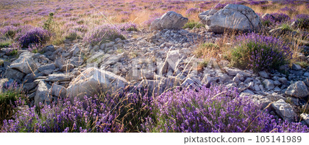 Field of wild lavender (lavandula angustifolia) in provence 105141989