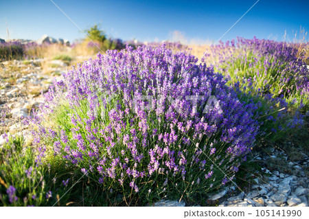 True lavender (lavandula angustifolia) in provence 105141990