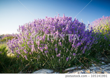True lavender (lavandula angustifolia) in provence True lavender (lavandula angustifolia) in provence 105141991
