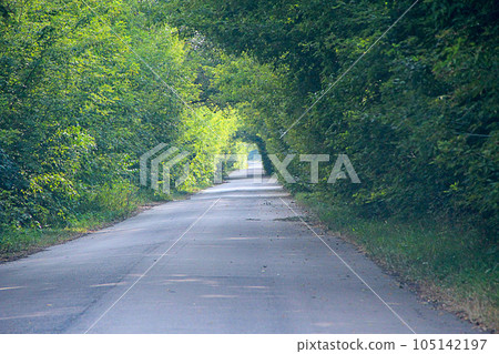 Natural arch from green trees besides road Natural arch from green trees besides road 105142197