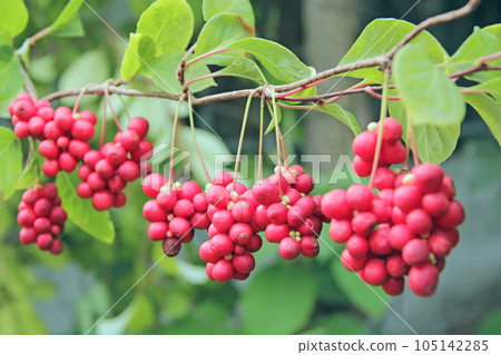 Row of ripe fruits of red schizandra with green leaves 105142285