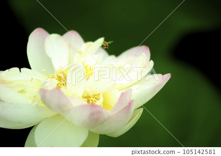 Lotus flowers seen in the countryside Lotus flowers seen in the countryside 105142581