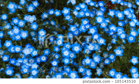 Nemophila field Nemophila field 105143510