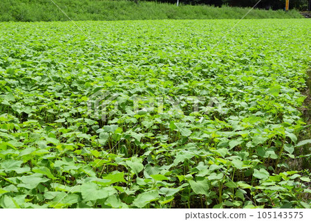 Buckwheat field with sprouts Shonai, Yamagata Prefecture Buckwheat field with sprouts Shonai, Yamagata Prefecture 105143575