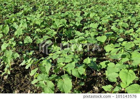 Buckwheat field with sprouts Shonai, Yamagata Prefecture Buckwheat field with sprouts Shonai, Yamagata Prefecture 105143576