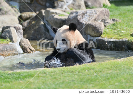 Yohama bathing happily 105143600