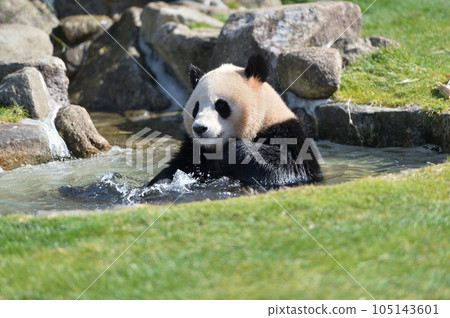 Yohama bathing happily 105143601