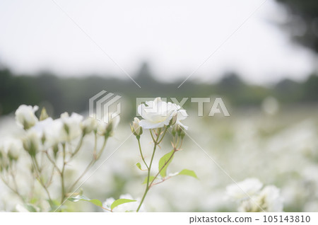 玫瑰品種:冰山 玫瑰品種:冰山 105143810