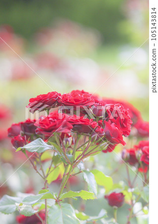 Rose variety: Lava root 105143814