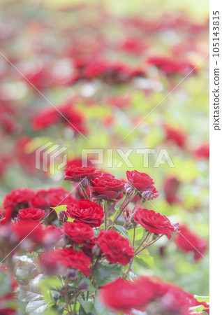 Rose variety: Lava root 105143815