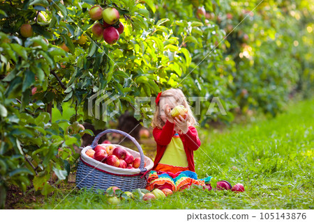 Child picking apples on farm. Child picking apples on farm. 105143876
