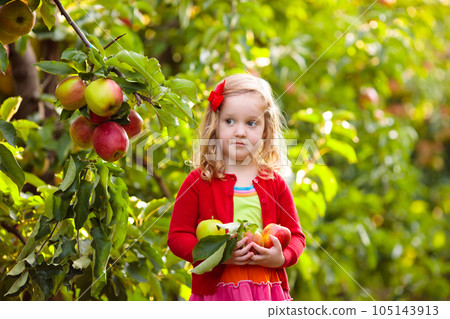 Child picking apples on farm. 105143913