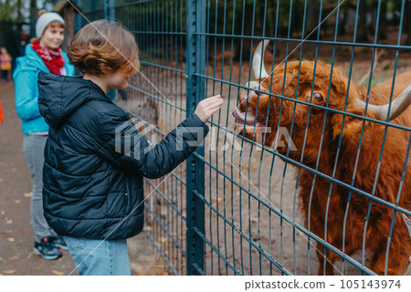 Beautiful little girl in black coat feeding buffalo. Grl feeding buffalo at animal farm. Bison face under fencing paddock. Beautiful little girl in black coat feeding buffalo. Grl feeding buffalo at animal farm. Bison face under fencing paddock. 105143974