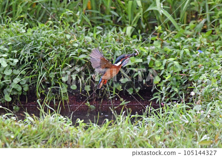 Kawasemi捕食的那一刻。 105144327