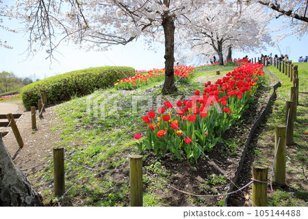 生動的鬱金香花 生動的鬱金香花 105144488
