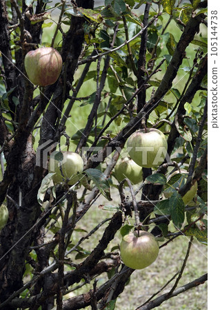 The blue fruit of the princess apple that grows in the summer sun The blue fruit of the princess apple that grows in the summer sun 105144738
