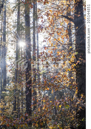 Autumn color of the forest 105144851