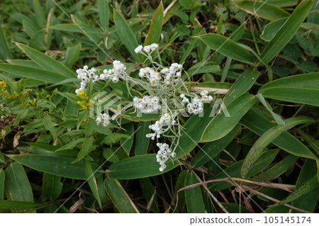 屋島濕地花(雅馬哈盒裝) 屋島濕地花(雅馬哈盒裝) 105145174