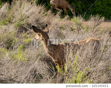 Close up shot of deer in Morefield Campground 105145431