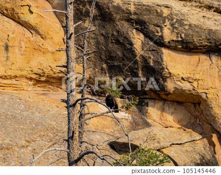 Sunny view of the historical Balcony House in Mesa Verde National Park 105145446