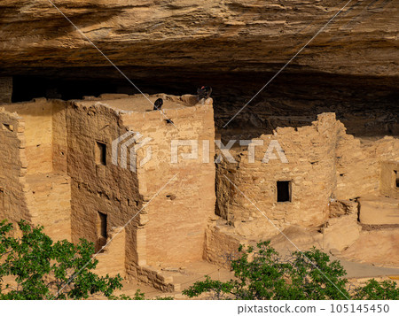 Sunny view of the historical Balcony House in Mesa Verde National Park 105145450