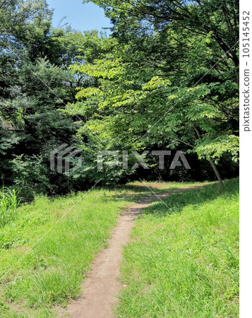 My promenade surrounded by greenery 105145452