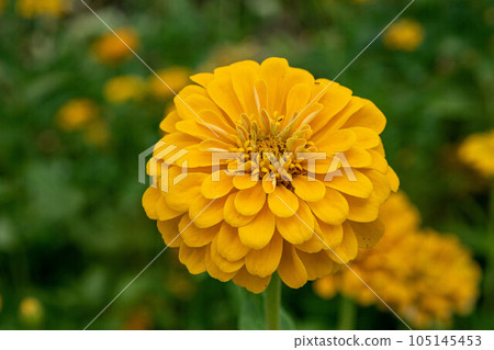 Zinnia Zinnia 105145453