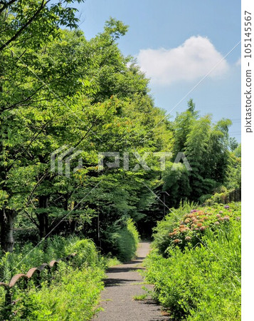 My green promenade My green promenade 105145567